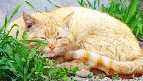 Кошка, жир, сон, трава