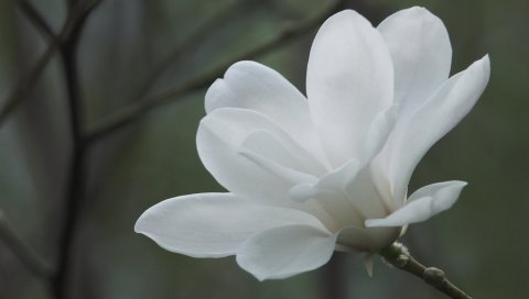 Цветок, лепестки, стебли