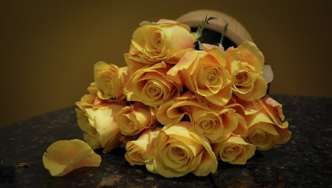 Розы, цветы, цветок, желтый, пятнистый