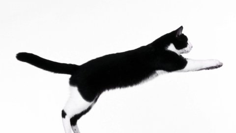Кошка, прыжок, пятнистый