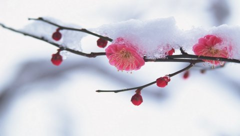 Цветы, снег, ветка, весна