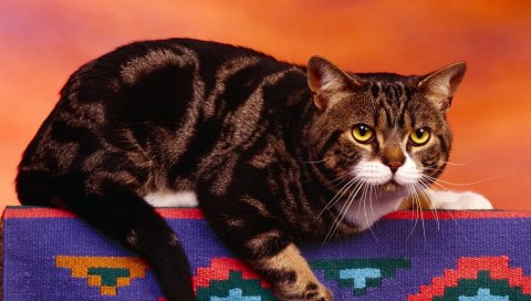 Кошка, сердитая, лежа, толстая