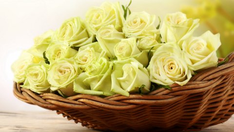 Розы, желтый, корзина