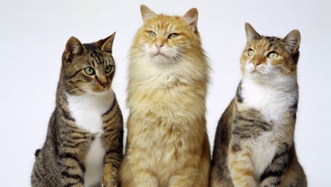 Кошки, три, пушистые, красивые
