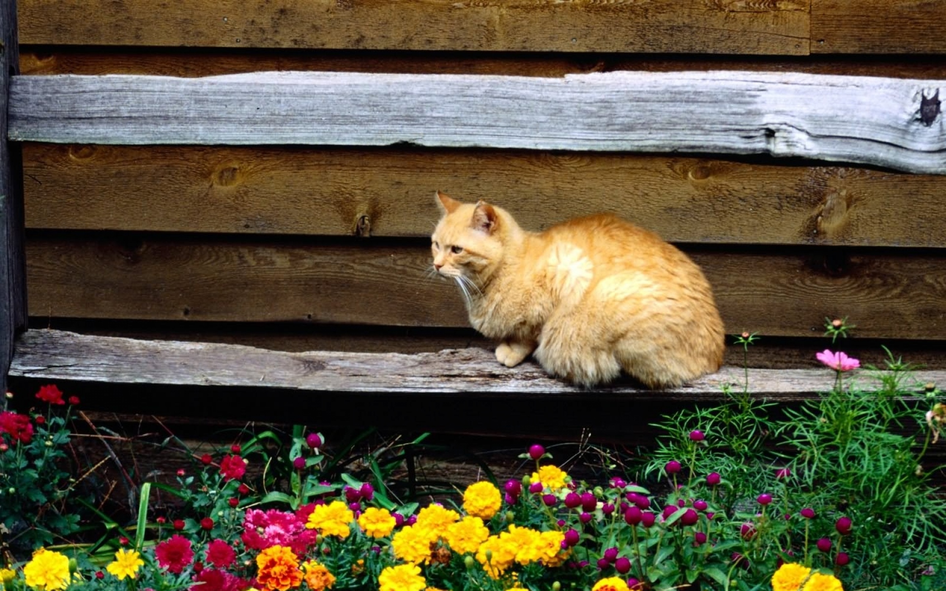 Кошка возле. Кошка на даче. Цветы в деревне. Деревенские цветы. Рыжий кот на заборе.