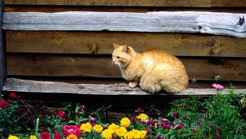 Кот, сидя, скамейка, цветы, клумба