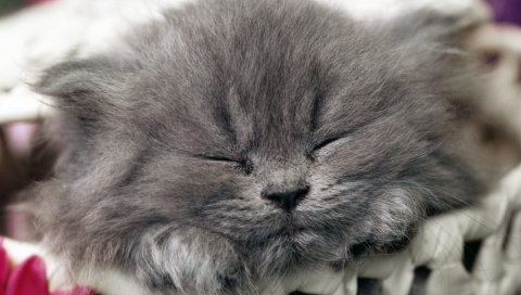 Кошка, морда, сон