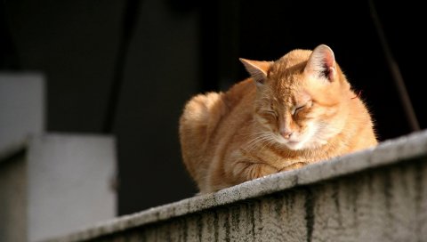 Кошка, сидя, полосатый, сон