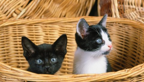 Котята, сидя, шоппинг, смотри