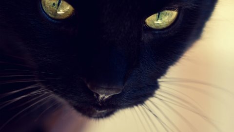Кошка, лицо, черный, глаза, крупный план