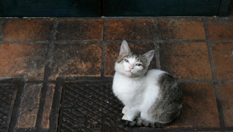 Котенок, сидеть, смотреть
