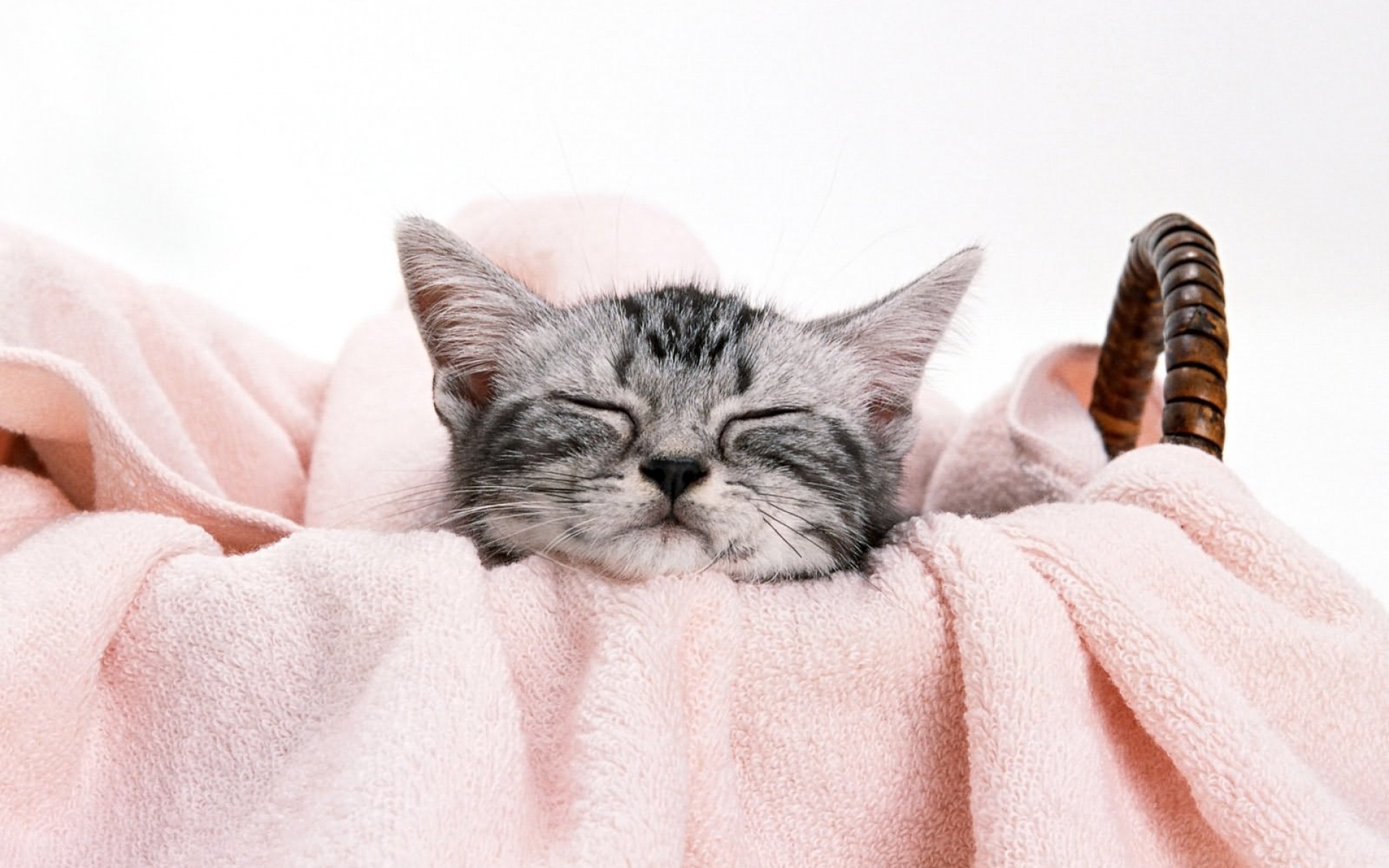 Кот в полотенце. Спящие котята. Котенок на розовом фоне. Котенок в полотенце.