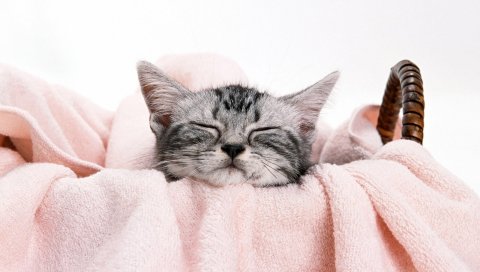 Котенок, полотенце, лицо, ложь