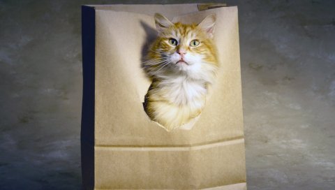 Кошка, упаковка, бумага, игривая