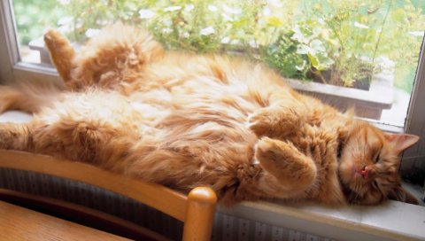 Кошка, пушистая, лежащая, толстая