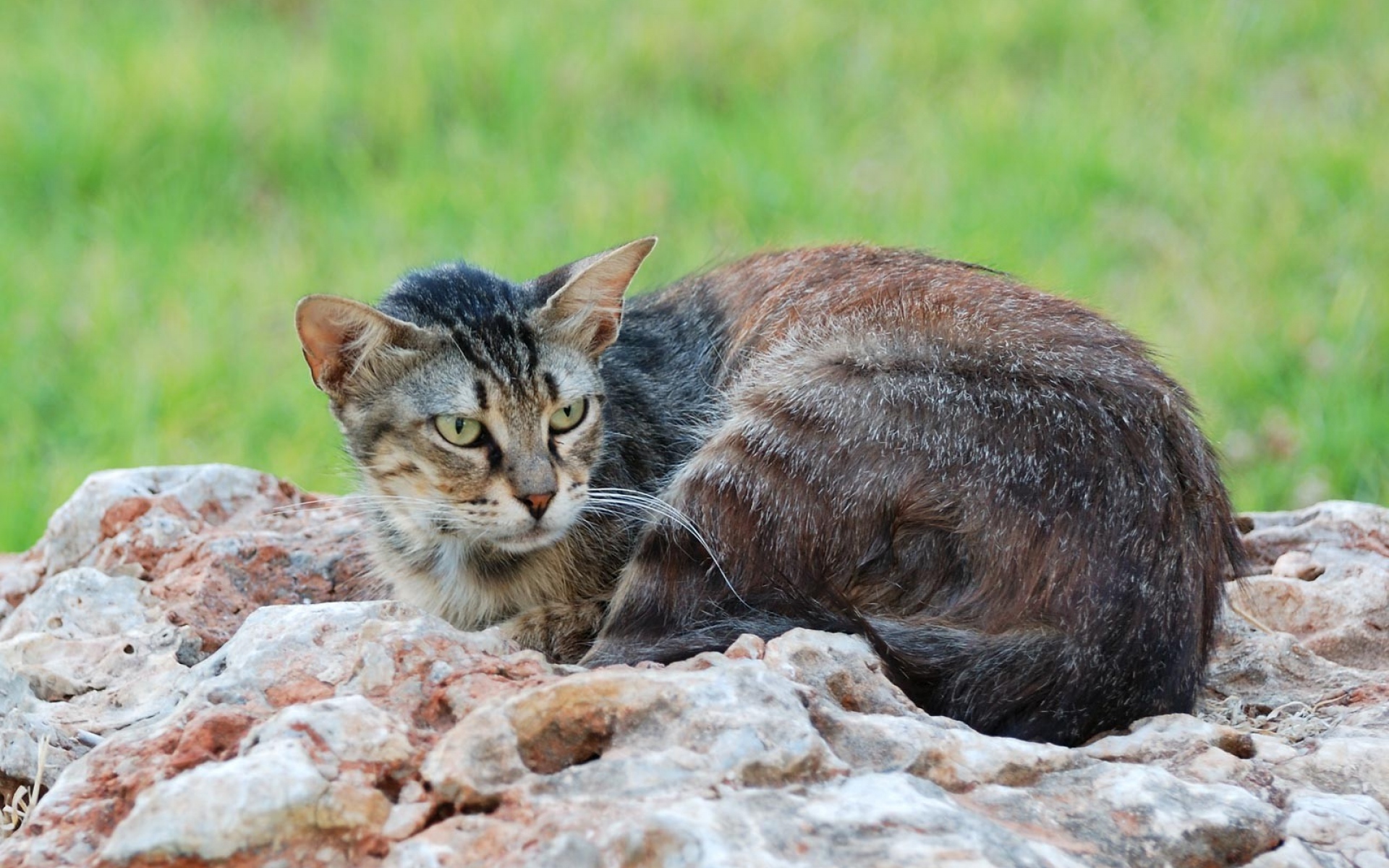Порода кошек камышовые фото