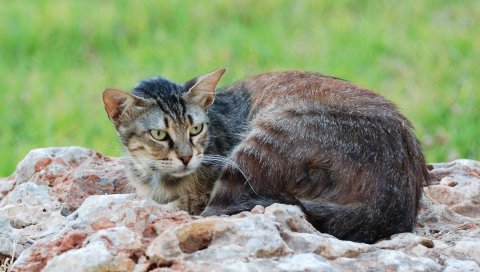 Кошка, лежа, камни