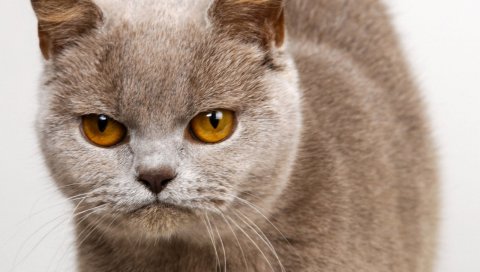 Котенок, лицо, глаза