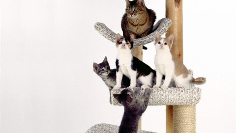 Котята, царапины, скалолазание, кошки