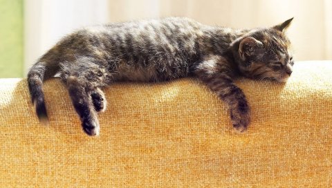 Кошка, лежа, спящая, табби