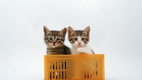 Котята, покупки, сидя, пара