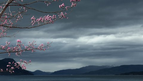 Море, небо, дерево, пейзаж