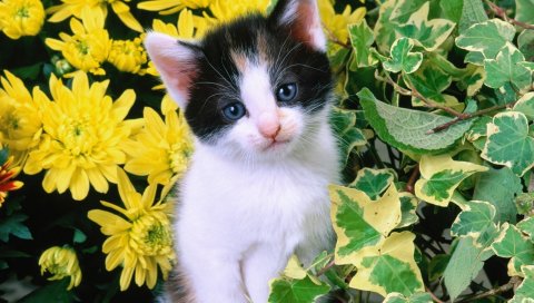 Котенок, лицо, глаза, грустный, листья