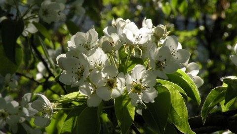 Цветы, ветки, листья, весна, цветение