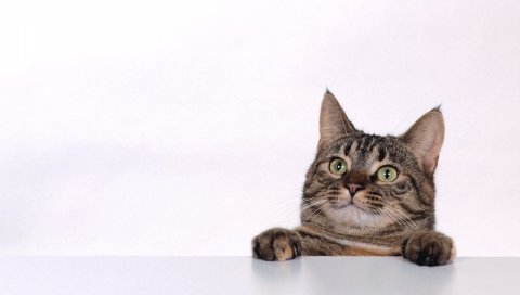 Кошка, лицо, счастливый, взгляд