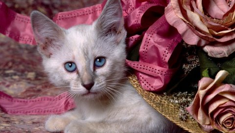 Котенок, серый, лицо, грустный