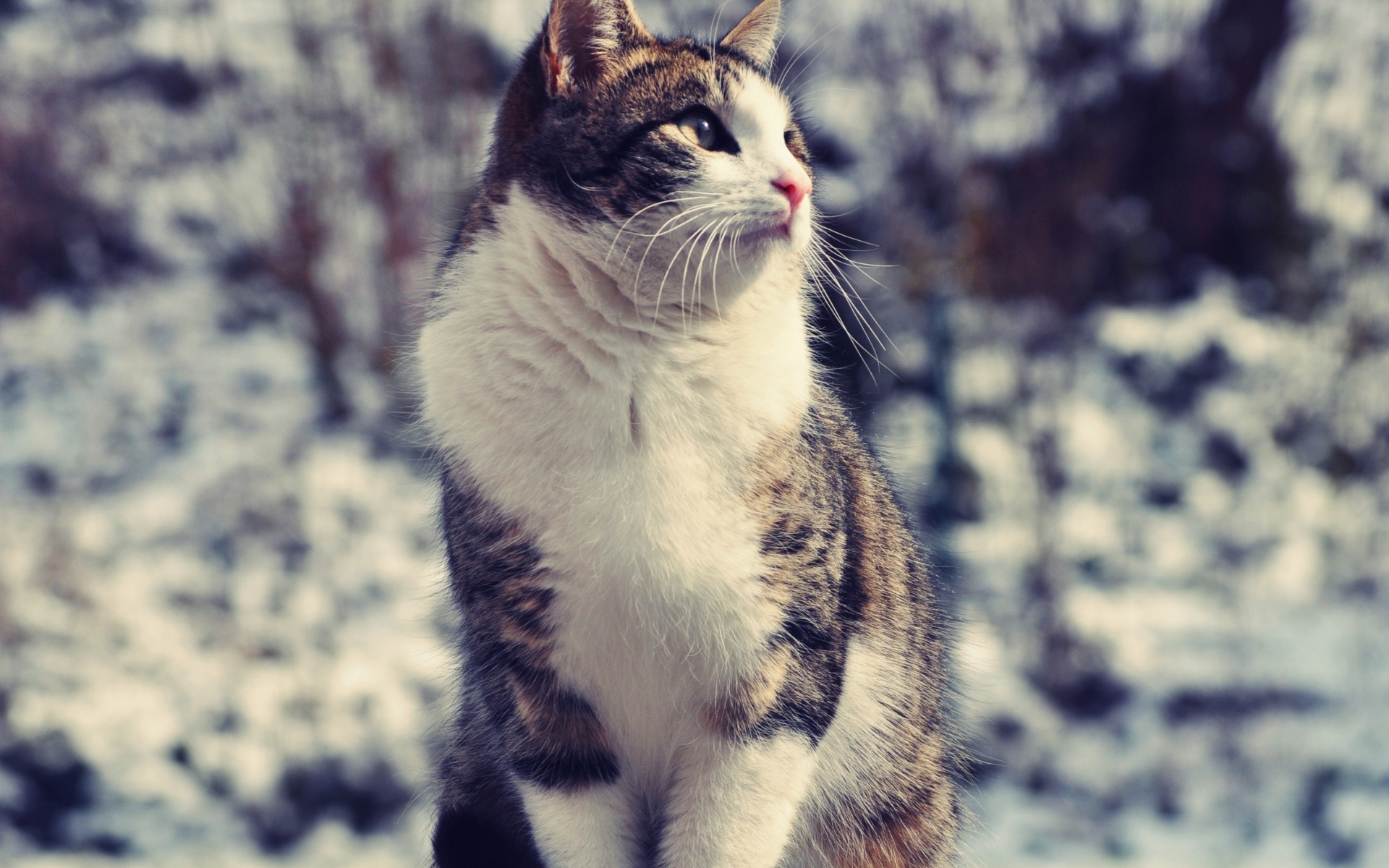 Картинки Кошка, сидящая, пятнистая, толстая фото и обои на рабочий стол