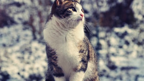 Кошка, сидящая, пятнистая, толстая