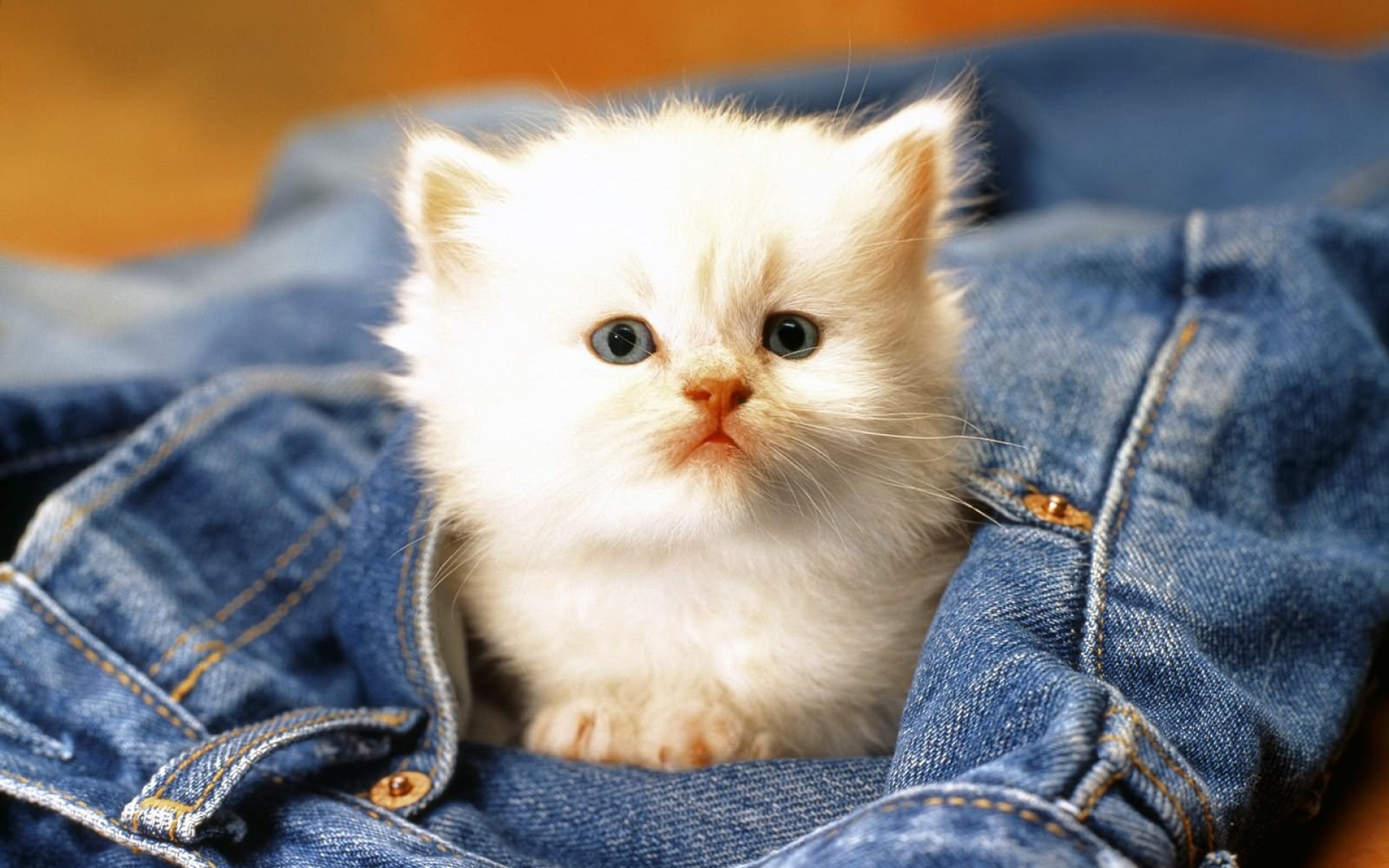природа животные кот котенок джинсы клапузенак nature animals cat kitten jeans clausing загрузить