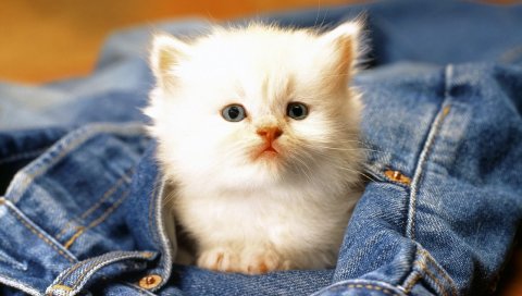 Котенок, джинсы, лицо