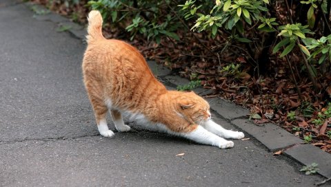 Кошка, травы, трава
