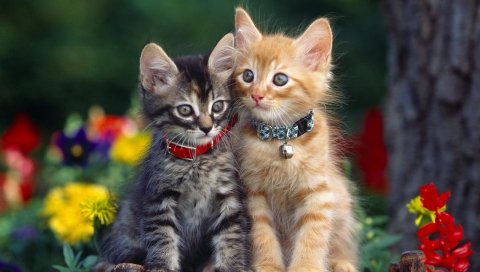 Котята, пара, воротник, цветы