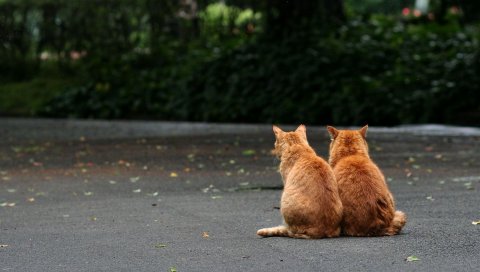 Кошки, пара, сидя