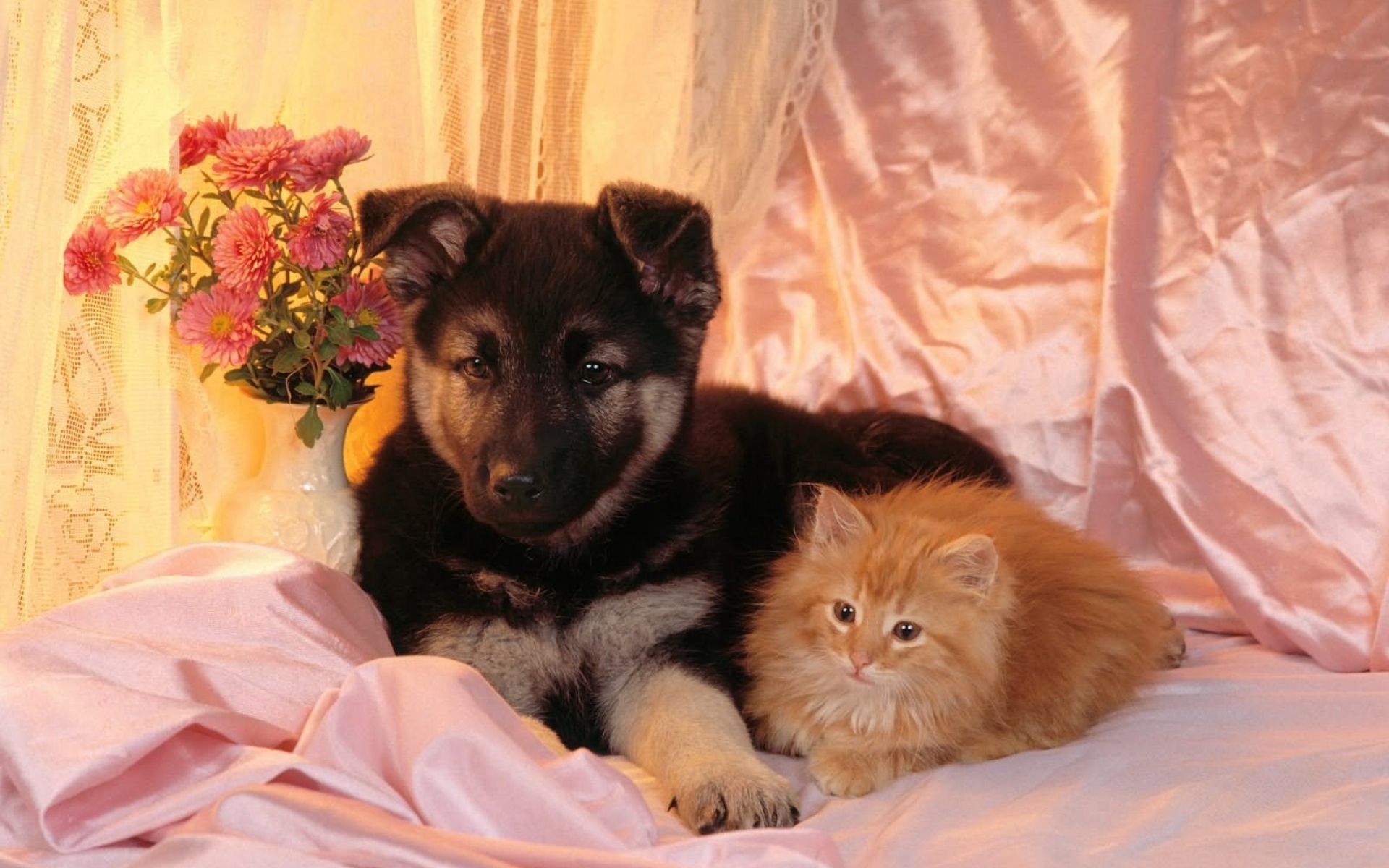 Картинки Собака, кошка, пара, друзья фото и обои на рабочий стол