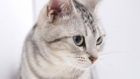 Кошка, морда, глаза, настороженность