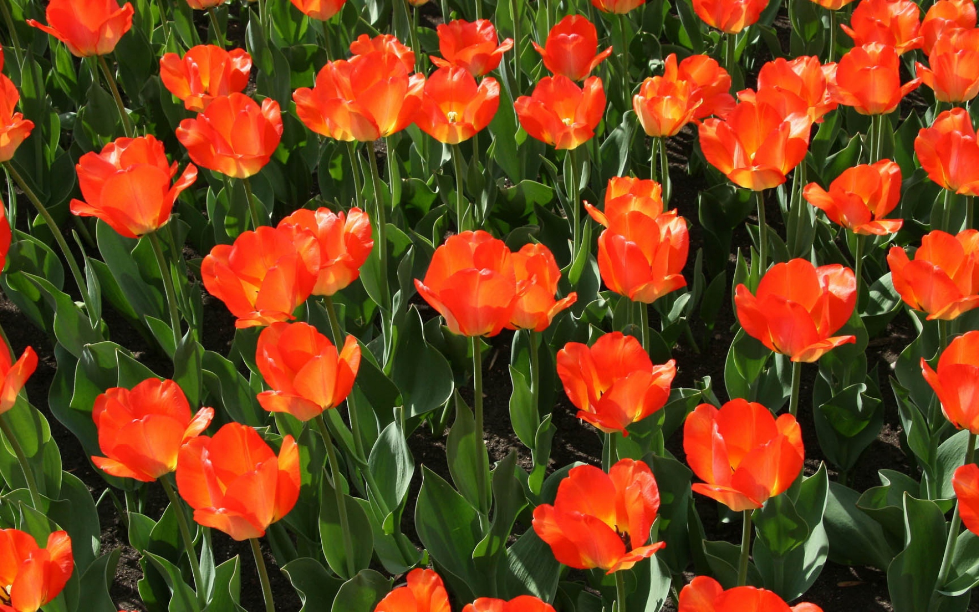 Картинки Тюльпаны, цветы, поле, растение, стебель фото и обои на рабочий стол