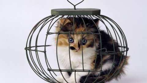 Котенок, клетка, пятнистый