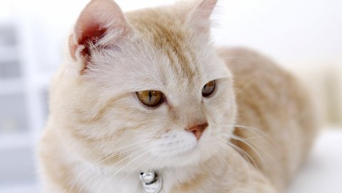 Кошка, морда, глаза, усталость