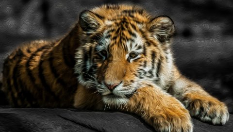 Тигр, кошка, хищник, ребенок, лечь