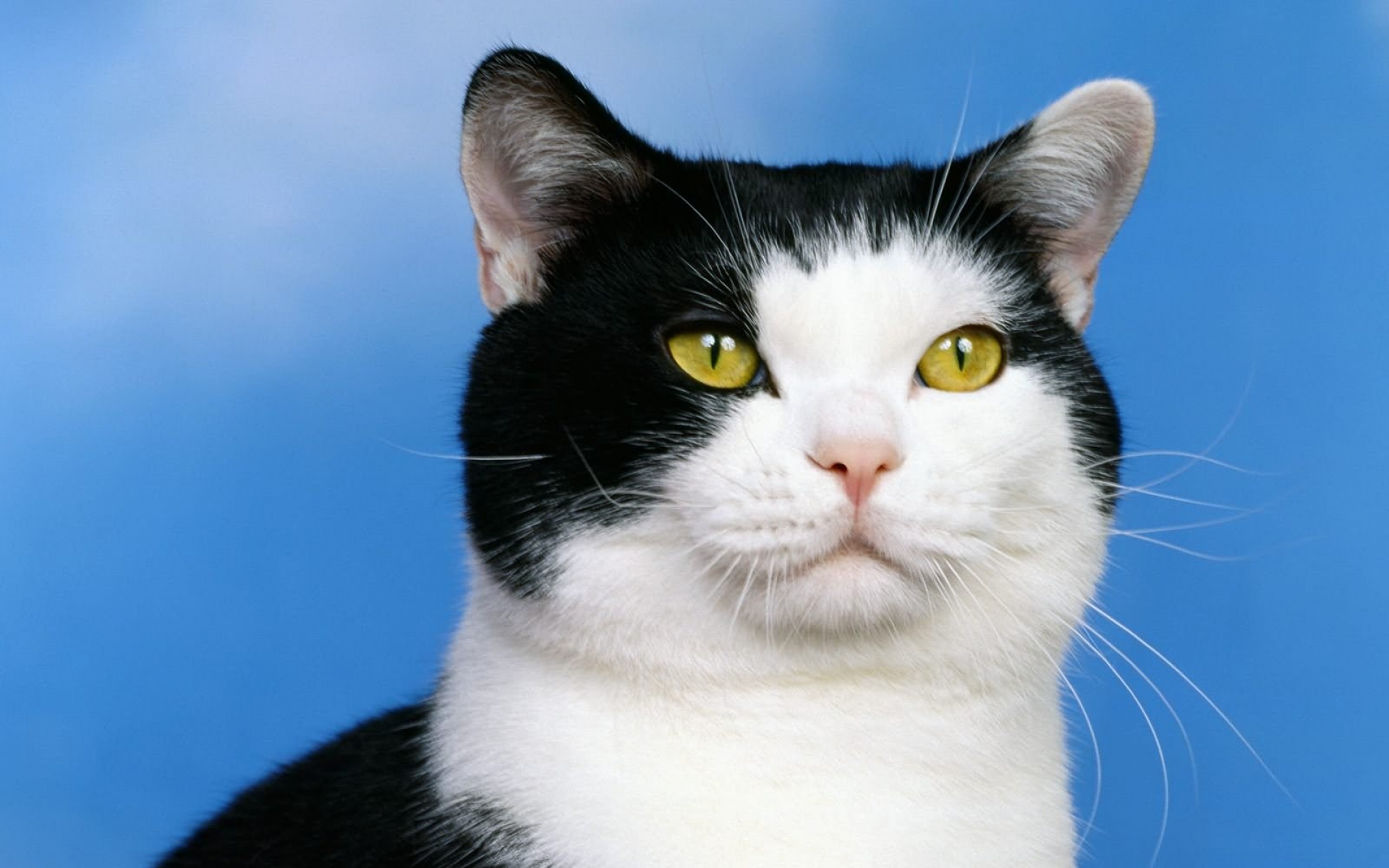 Картинки Кошка, пятнистая, морда, глаза фото и обои на рабочий стол