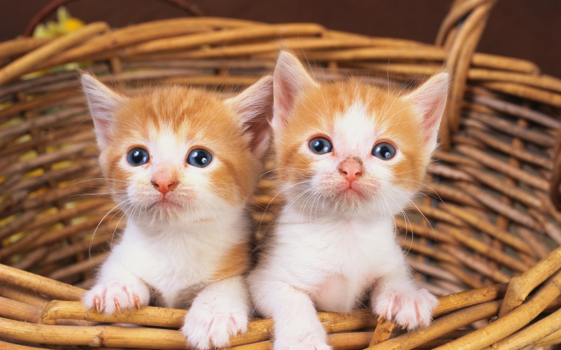 Картинки Котята, пара, смотреть фото и обои на рабочий стол