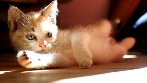 Котенок, ложь, свет