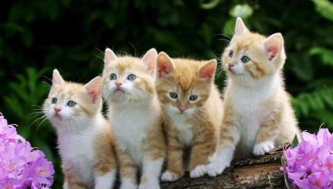 Котята, много, сидя, цветы