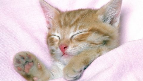 Котенок, сон, ребенок, полосатый
