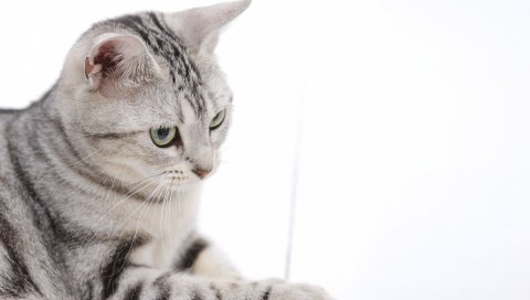 Котенок, полосатый, игривый