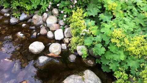 Скалы, растения, вода, природа